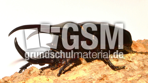 Dreihornkäfer (14).jpg